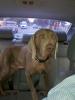 Vince likes the car